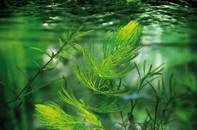 We did not find results for: Plantes Oxygenantes Pour Un Bassin De Jardin Equilibre Velda