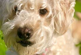Check out our poodle doodle selection for the very best in unique or custom, handmade pieces like doodle.com, but p2p because it's powered by dat. Best Type Of Doodle For Seniors Patchpuppy Com