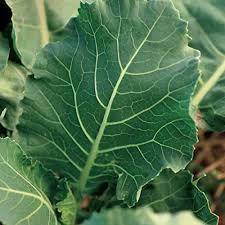 You'll also learn about companion planting with collard greens and how it can make the growing process easier. Grow Collard Greens In Containers Container Garden Club