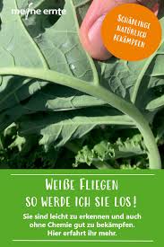 Weisse Fliegen So Werde Ich Sie Los In 2020 Weisse Fliege Pflanzenblatter Weisse Fliege Bekampfen