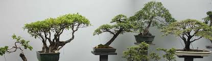 Fioritura scarsa, frutti di piccola pezzatura, sferici, buccia di colore. I Bonsai Da Interno E La Guida Per Prendersene Cura Ibonsai