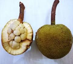 Image result for Artocarpus