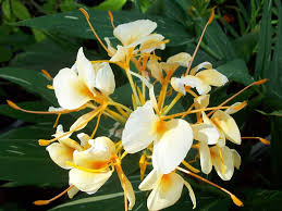 Image result for Helichrysum moggii