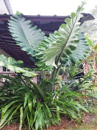 30pcs/bag heirloom alocasia macrorrhiza taro seeds green giant taro seeds plantas indoor plant diy bonsai elephant ear taro vegetable rare plants. Lg Cold Hardy Giant Elephant Ear Plant Alocasia Portidora Urban Tropicals