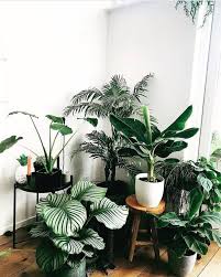Wohnideen Wohnideen Bohemian Pflanzen Pflanzen Wohnung Wohnung Garten Garten Urban Urbanwohnung House Plants Decor Plant Decor Small Indoor Plants