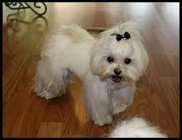 Maybe you would like to learn more about one of these? Pin By Maltesedog On Maltese Dog Cute Maltese Dogs Maltese Haircut Teacup Puppies Maltese