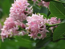 Image result for Dais cotinifolia