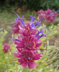 Pin On Flores Y Orquideas