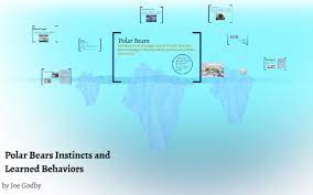 18+ due to sexual content grammar/editing: Polar Bear Instincts And Learned Behaviors By Joseph Godby