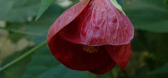 Image result for Abutilon sp.no.1