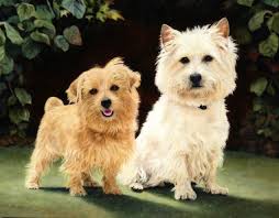 Do You Really Love Your Pet? A Guide to Portraiture for Dogs, Cats…Even  Lizards