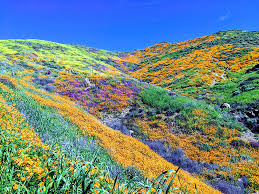 Grab your camera and head to the golden hills while it 16.05.2020 · walker canyon in lake elsinore was the home of the poppy super bloom for 2019, and by now, you have no doubt heard all about this. Desert Wildflower Reports For Southern California By Desertusa