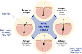 What are causes and risk factors for hair loss? Hair Loss Causes