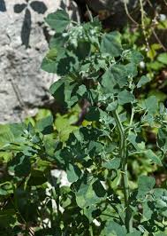 Image result for Chenopodium opulifolium