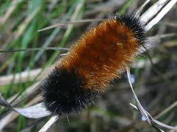 Black And Red Caterpillar Fuzzy Wooly Bear Caterpillars Good Winter Weather Predictors Woolly Bear Wooly Bear Caterpillar Caterpillar