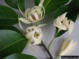 We did not find results for: Buy Michelia Alba Pak Lan Grafted Tree Michelia Alba