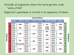 June 2019 5 & 8. Biology Staar Review 2 Dna Rna Protein Cell Cycle Mitosis Meiosis Ppt Video Online Download