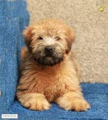 Malcolm Soft Coated Wheaten Terrier Puppy For Sale In Paradise Pa