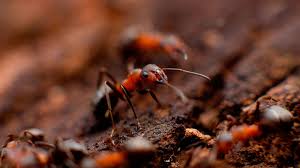 If you're hiring a pest control service to deal with an ant problem, take a few simple steps to get ready for for the service and help keep the ants away. Fire Ants Terminix Service Inc 1 In Pest Control Termite Treatment Trustterminix Com