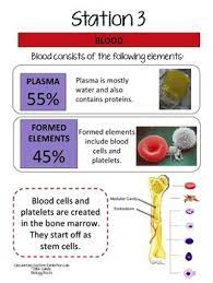 Circulatory System Exhibition Stations By Biology Roots Tpt