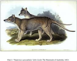 Thulacinus Cynocephalus Thylacine Or Tasmanian Tiger John Gould The Mammals Of Australia 1863 Tasmanian Tiger Thylacine Extinct Animals