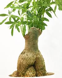 Image result for Elephantorrhiza elephantina