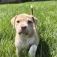 KTLH ADOPTION EVENT at Saints Row Brewing