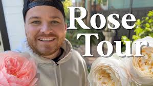 Claire Austin English climbing rose first year blooms