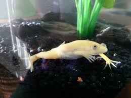 Some species can live more than 20 years in captivity. Pin By Itzzzbritt On Daawwh Xp African Clawed Frog Albino African Dwarf Frogs