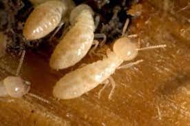 Hire the best pest control services in winter haven, fl on homeadvisor. Termite Inspection Winter Haven The Other Side Pest Control Inc