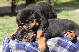The rottweiler dog, also known as rott or rottie, is a fascinating blend of characteristics and it is strong yet gentle, rugged but sweet natured. Female Rottweiler Names Your Gal Pal Will Love