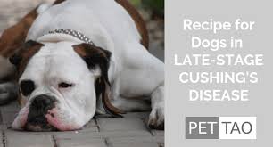 Tcvm Dog Food Recipe For Late Stage Cushing S Disease Cushing Disease Dog Food Recipes Cushings