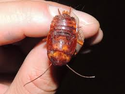 Bed Bugs And Cockroach Truly Nolen Canada