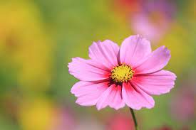 The Best Flowers For Full Sun That Are Annuals Ehow Com Amazing Flowers Full Sun Flowers Full Sun Annuals