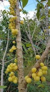 Image result for Phyllanthus engleri