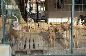 Mersin De 800 Kopek Ve 550 Kedi Sahiplendirildi Kasli Gecici Hayvan Bakimevi Nde 10 Ayda Bin 500 Kedi Ve 2 Bin Kopek Tedavi Edildi Mersin Haberleri