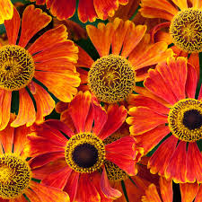 Choose from over 250 plug plant products today! Late Summer Gardening Jewel Like Plants That Shine For Months Gardens The Guardian