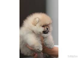 The cost of a golden retriever puppy varies depending on his place of origin, whether he is male or female, what titles his parents have, and whether he is puppy or adult, take your golden retriever to your veterinarian soon after adoption. Pomeranian Dog Seller Near Me Novocom Top
