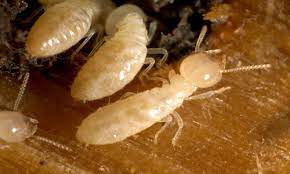 Termite baits elimininate and control in conditions where the structure is untreatable with soil termiticides (near a body of water for. Castle Termite Pest Control