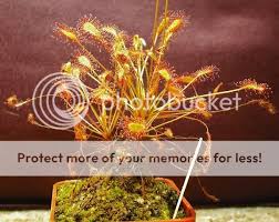 Image result for Drosera affinis