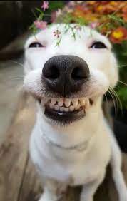 Stay Lifted My Friends Stay Lifted Smiling Animals Funny Animal Pictures Smiling Dogs