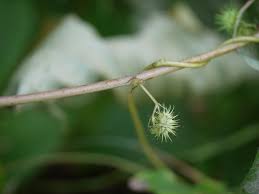 Image result for Triumfetta annua