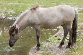 Jeden tag erhöht sich die summe für jede seiner fähigkeiten um 1 punkt, bis maximal zur hälfte der fähigkeiten des besten pferdes im spiel für jede. Heckpferd Equus Ferus Caballus Behauptet Dem Ausgestorbenen Tarpan Equus Ferus Ferus Zu Ahneln Lizenzfreie Fotos Bilder Und Stock Fotografie Image 69893863