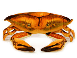 Image result for monika babi%u0161ov 