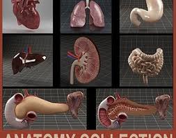 The liver is the largest solid organ in the human body. Liver 3d Models Cgtrader