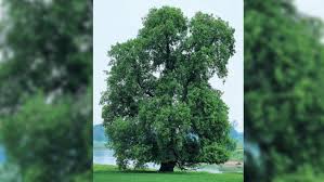 Die ulme war krank und musste gefällt werden. Baum Des Jahres 2019 Die Flatter Ulme Gabot De