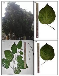 Image result for Premna hans-joachimii
