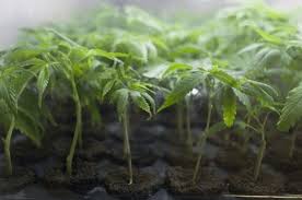 Check spelling or type a new query. How To Clone Weed Part 6 A Step By Step Guide For Beginners 2021 420 Big Bud