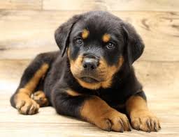 From puppies to seniors, we help dogs of all life stages put their best paw forward with positive dog training classes. Puppies For Sale Petland Columbus Ga Puppies For Sale Petland Puppies Rottweiler Dog Names