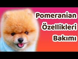 Pomeranian Boo Ozellikleri Youtube